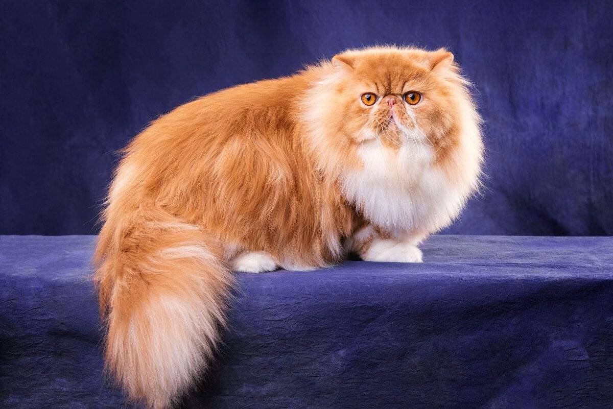 Самый пушистый кот в мире - фото, и описание кошки