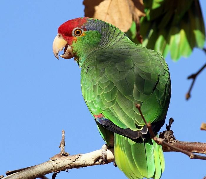 Рубрика о разнообразии попугаев с названиями и фото