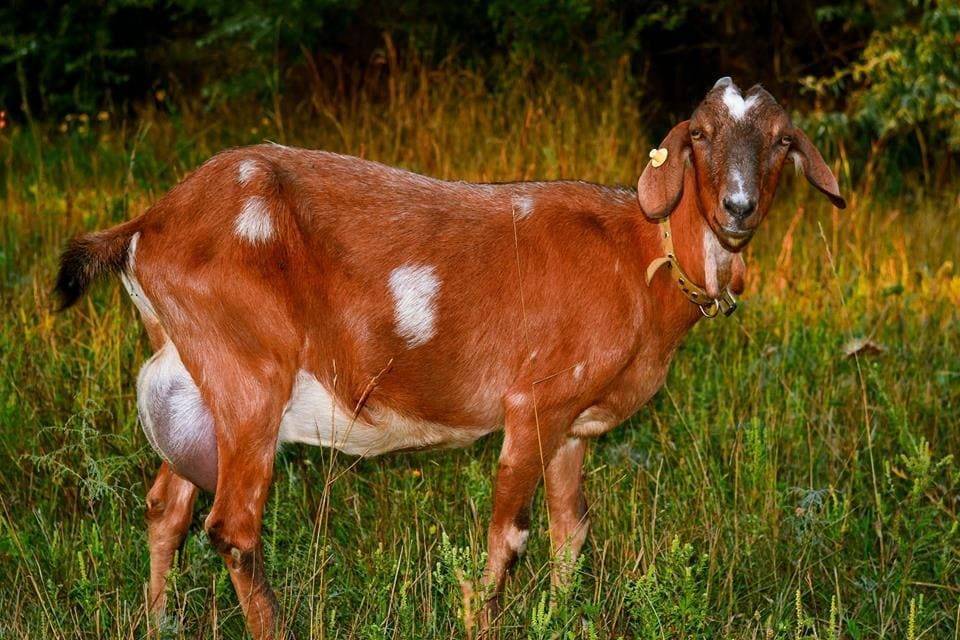 Купить козу нубийской породы. Нубийская порода. Нубийская молочная коза. Нубийские козы рыжие. Нубийские козы белые.