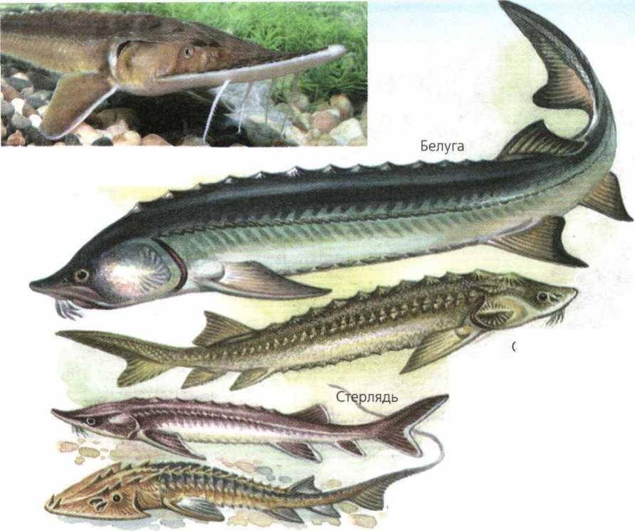 Рыба меч: фото, описание, распространение и размножение