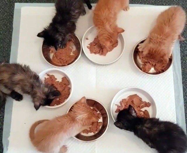 Когда начинать прикорм новорожденных котят
