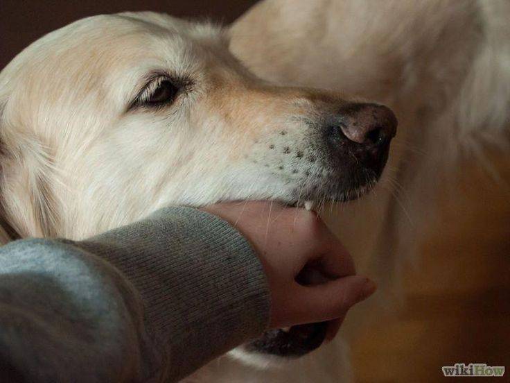 Отучаем щенка кусаться — простые советы от кинологов