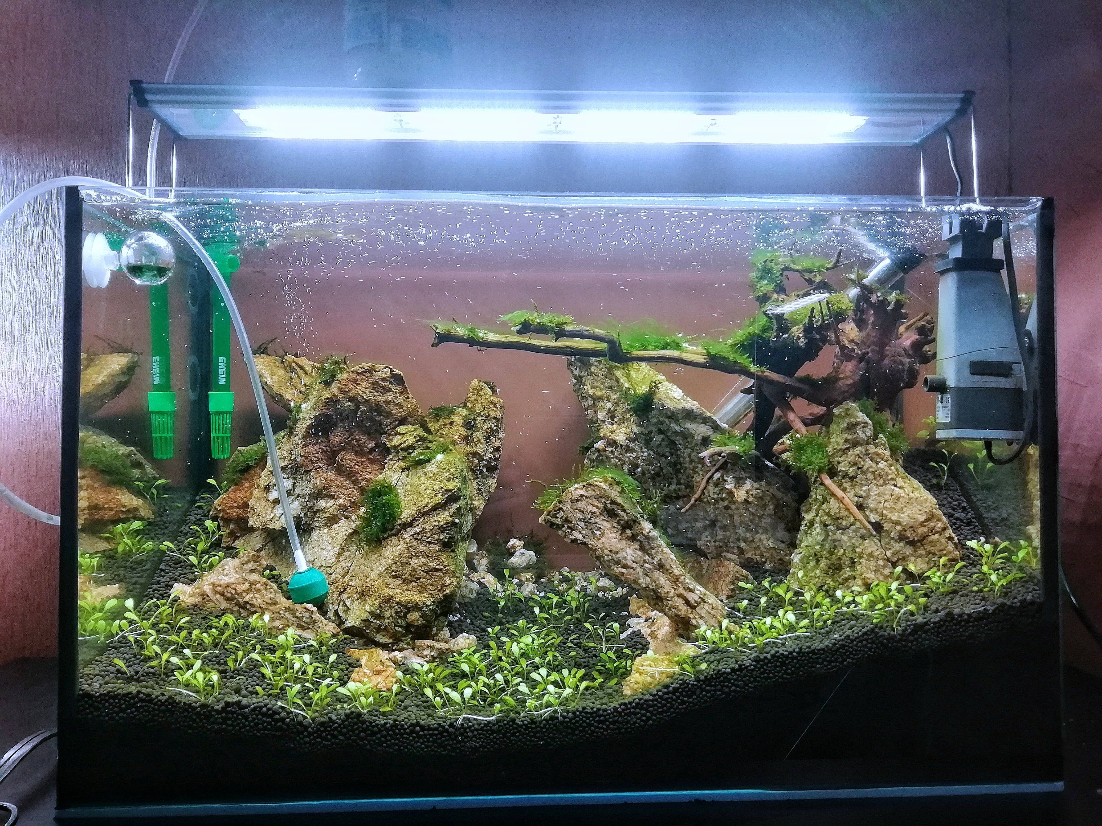 Как создать красивый аквариум травник