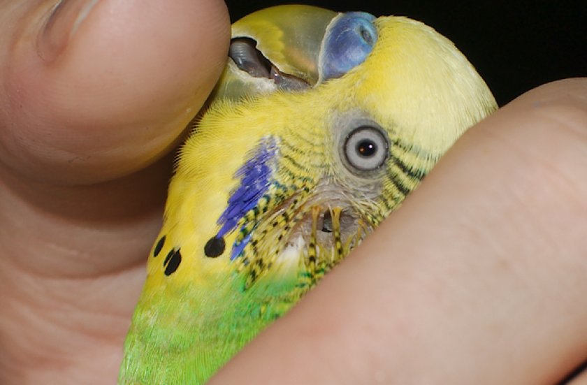 Как определить возраст волнистого попугая, отличия молодой птицы