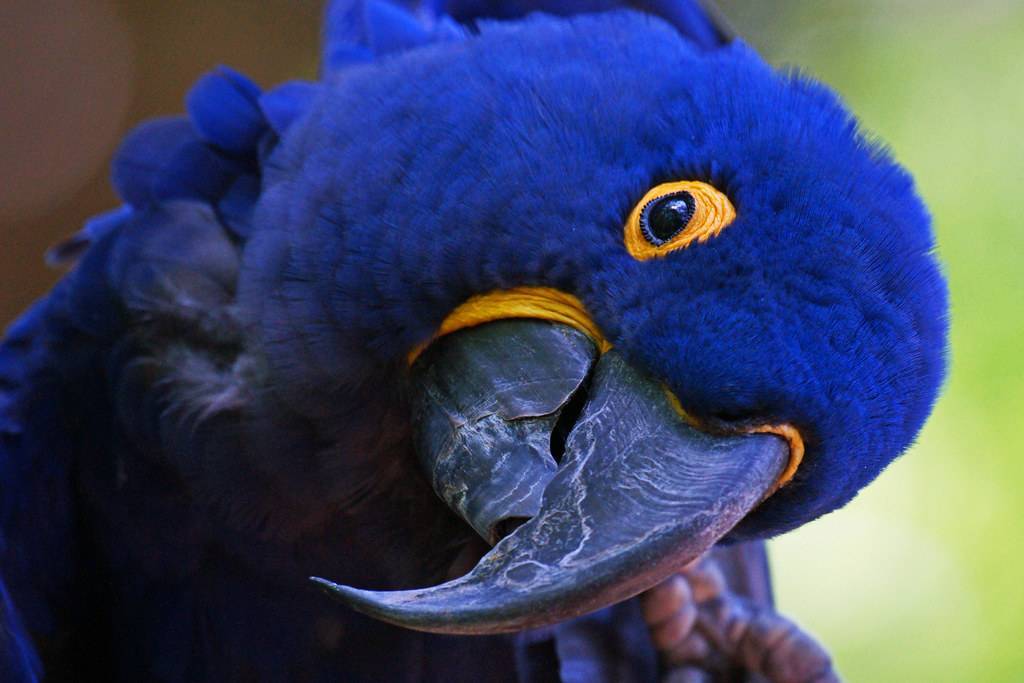 Самые дорогие и редкие попугаи в мире