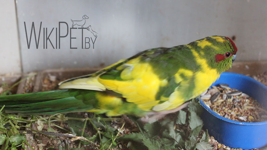 Попугай какарик: фото, уход и содержание, разведение какариков