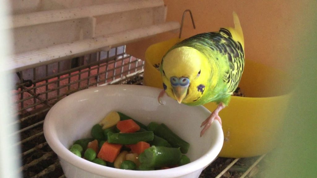 Чем кормить попугая в домашних условиях