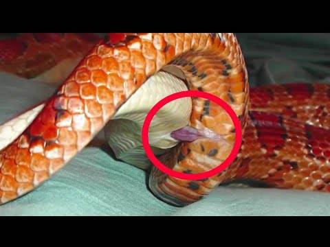 Размножение змей (гадюк, ужей) в природе, фото, видео