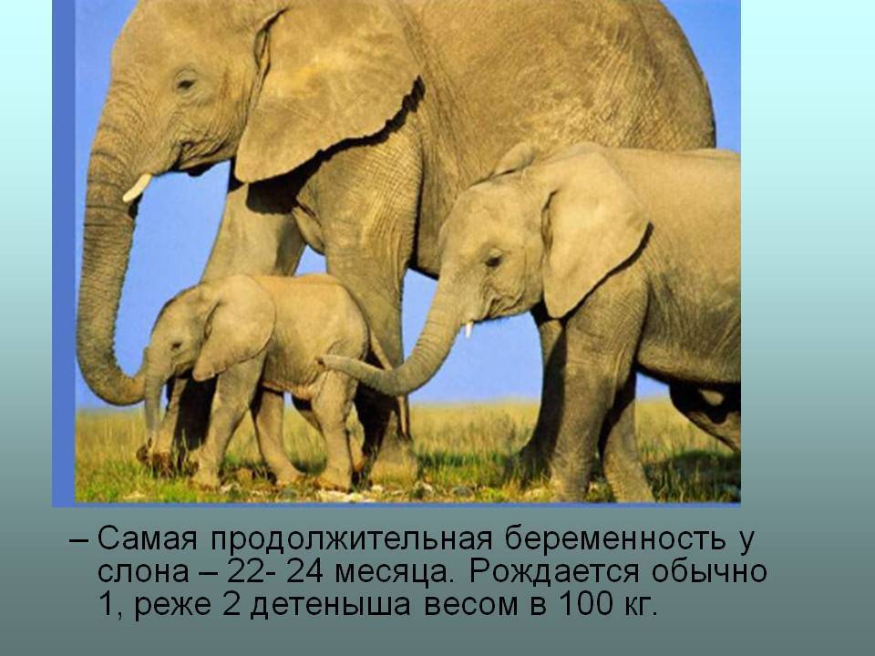 ᐉ сколько ходит беременный слон и как происходит вынашивание слоненка - zoovet24.ru