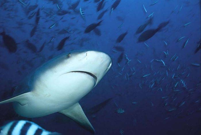 Тупорылая акула – агрессивная и опасная для человека акула-бык: где обитает, фото и видео. » дикая граница
