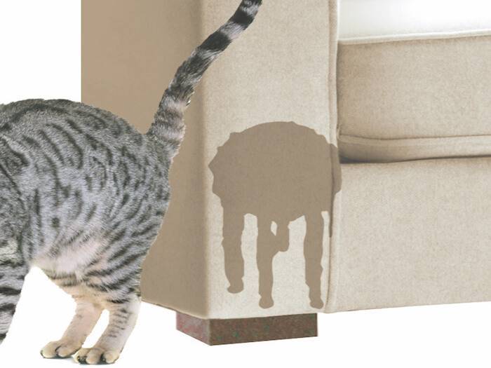 Что делать, если кот метит в квартире?
