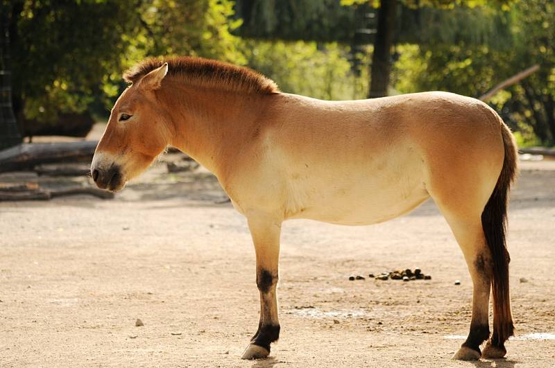 Лошадь пржевальского – проблемы дикого вида 2021