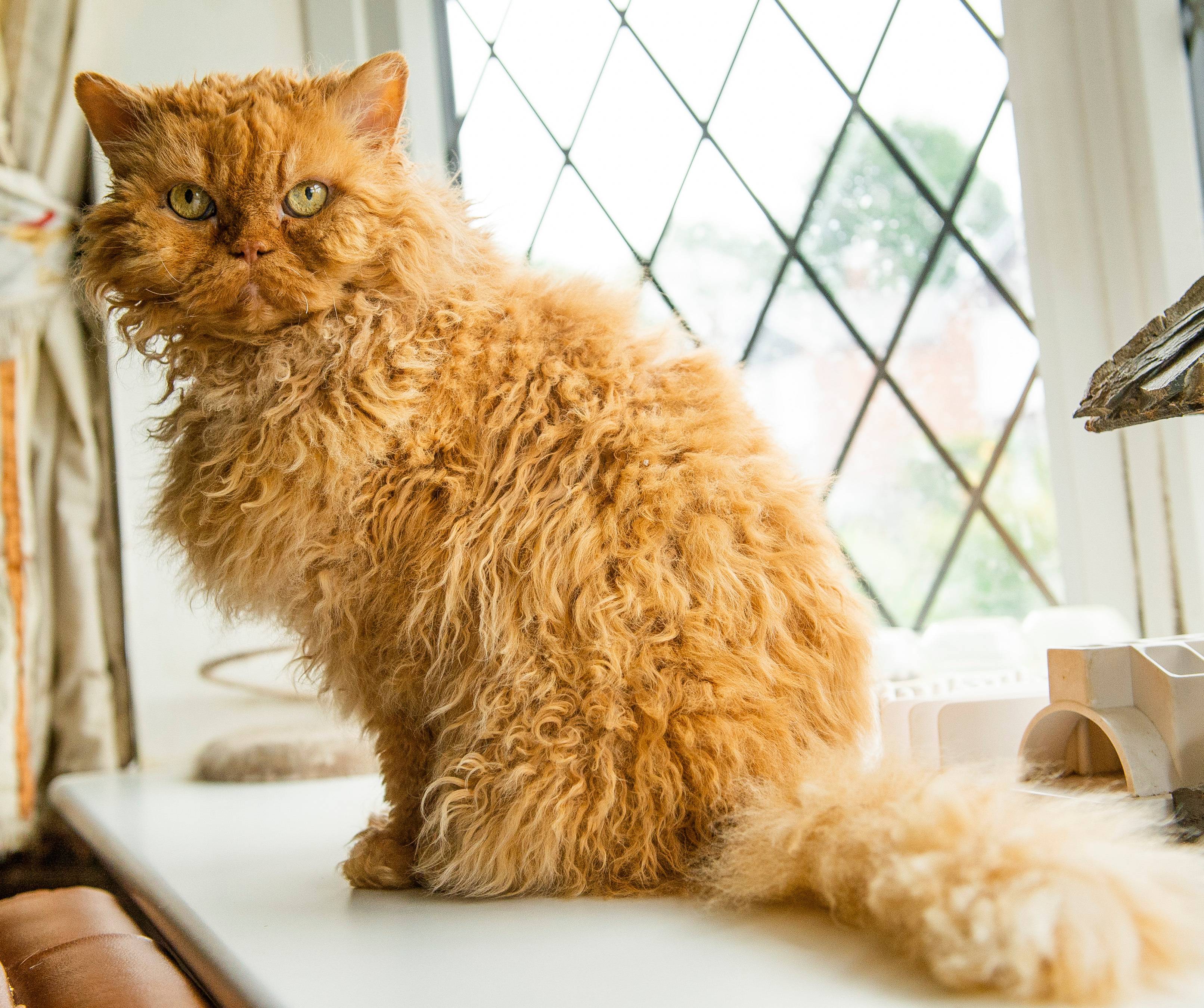 Лаперм кошки: описание породы, характер, здоровье