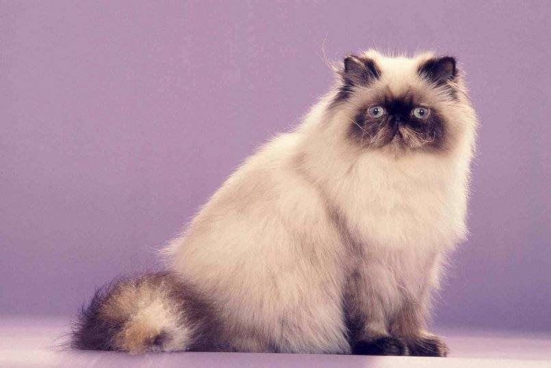 Гималайская кошка: фото, характер, уход за гималайской породой кошек