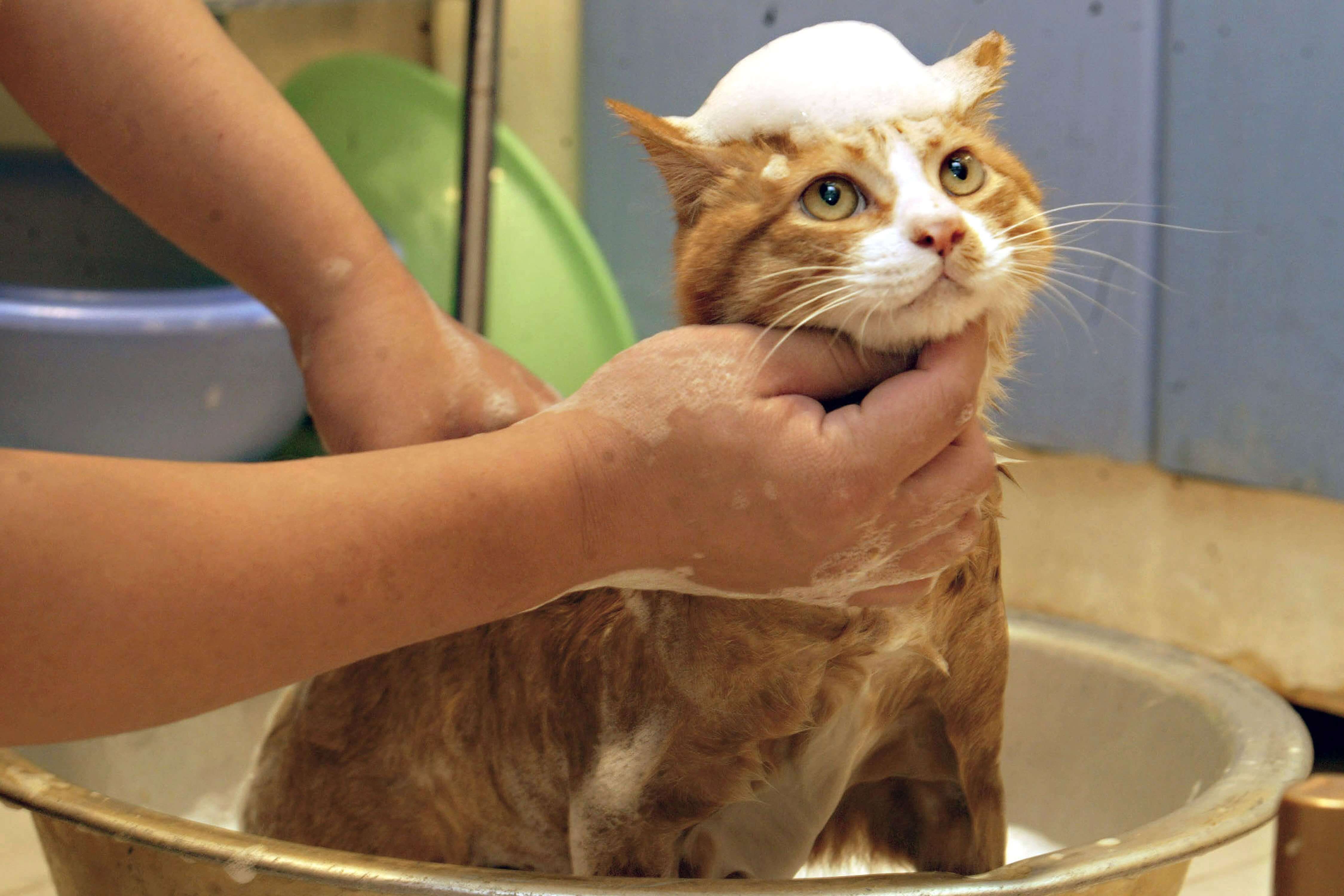 Как помыть кота: правила, рекомендации, практические способы