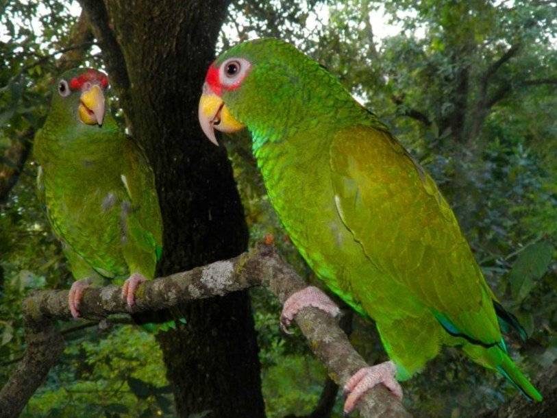 В Мексике открыли новый вид попугаев