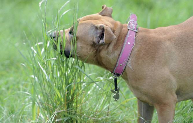 Почему собака ест траву