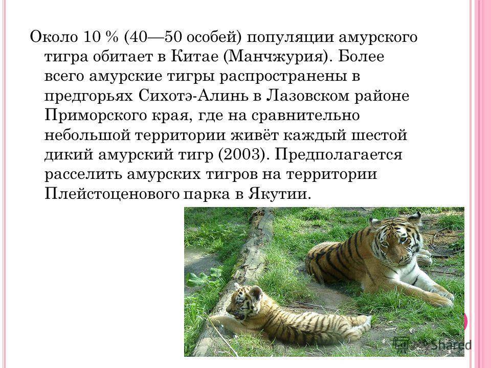 Белый тигр – фото, описание, ареал, рацион, враги, популяция