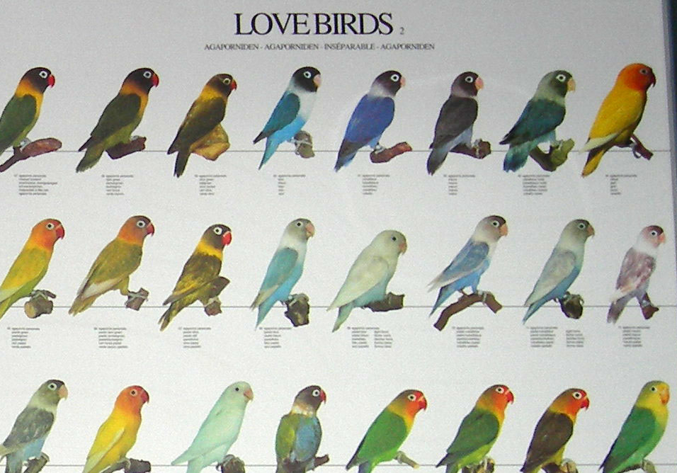 Популярные виды попугаев неразлучников