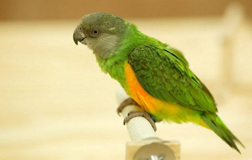 Сенегальские попугаи: описание, особенности содержания и обучения