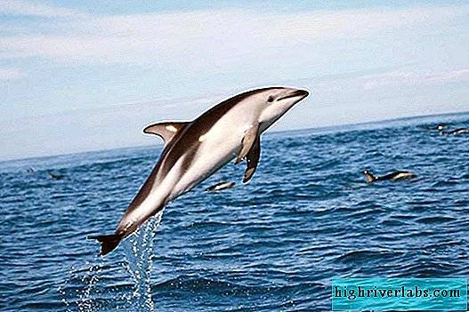 Беломордый дельфин: описание, чем питается, где обитает