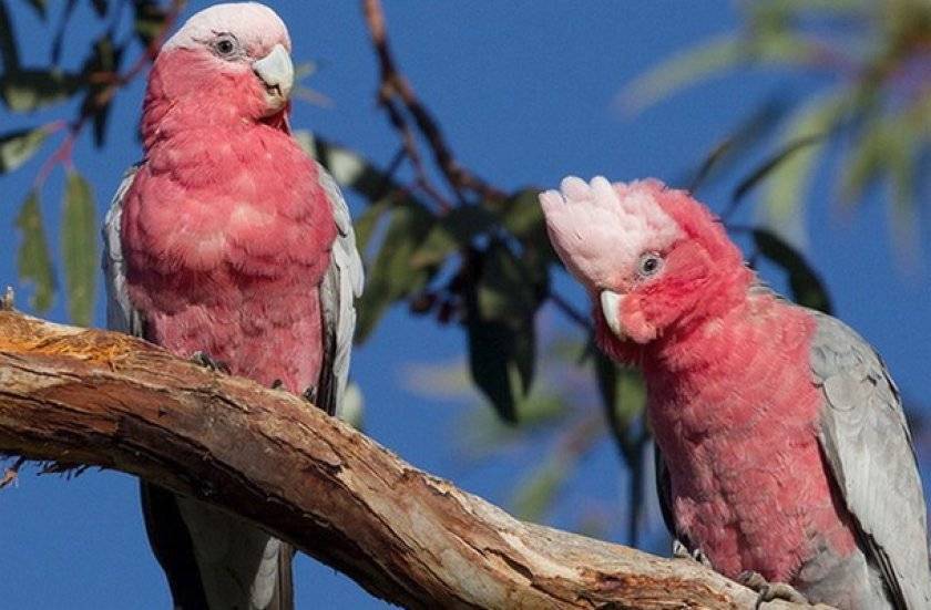 Попугай розовый какаду (Гала)