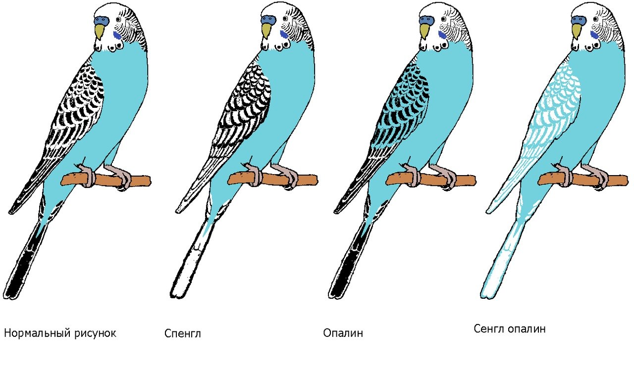 Окрас волнистых попугаев: цветовые вариации. сколько живут волнистые попугаи в домашних условиях?