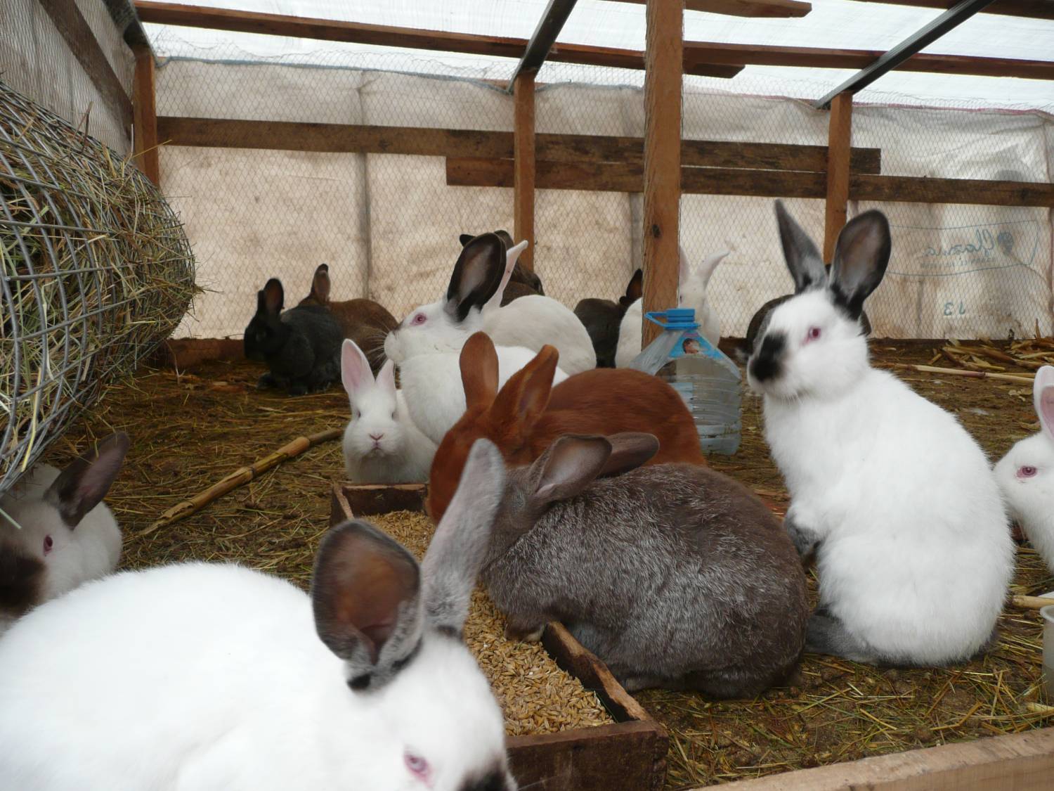 Особенности выращивания кроликов