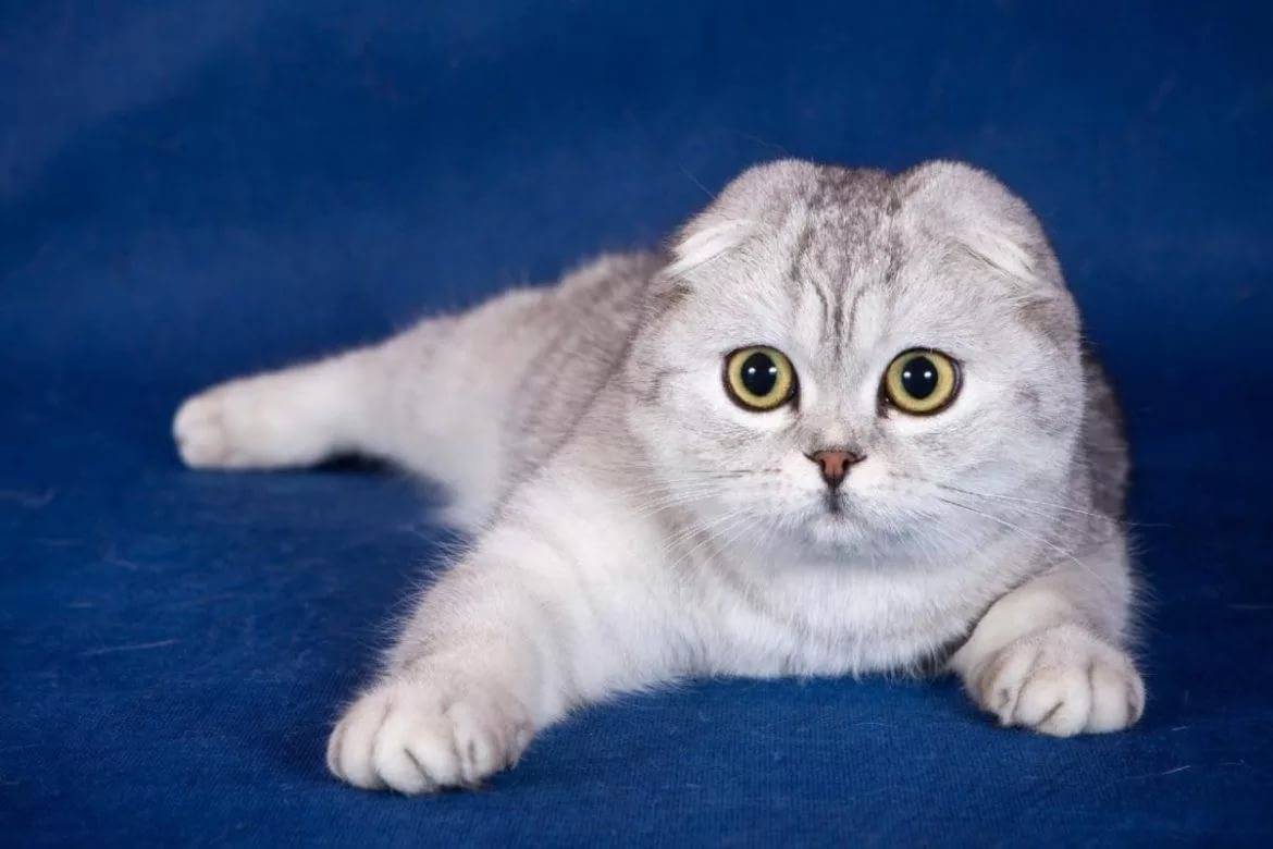 Вислоухие котята – симпатичные красавцы с фирменными ушками