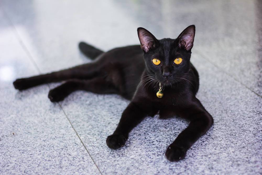 Бомбейская кошка — история, характер, внешний вид, уход, здоровье и цена