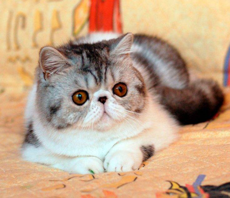 ᐉ экзотическая короткошерстная - описание пород котов - ➡ motildazoo.ru