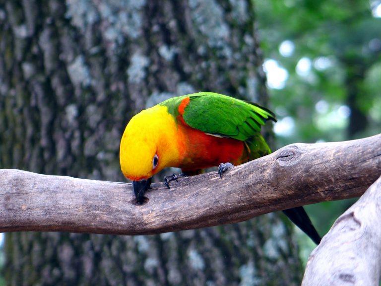 Аратинга яндайа – большой красивый попугай