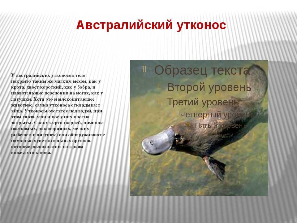 Утконос животное. описание, особенности, виды, образ жизни и среда обитания утконоса | живность.ру