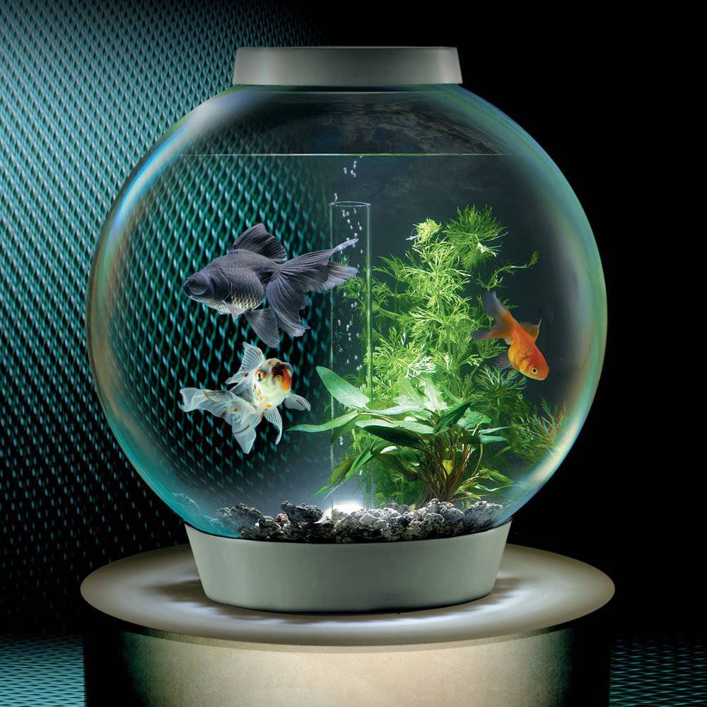 Самые маленькие аквариумные рыбки: топ-11 видов, содержание