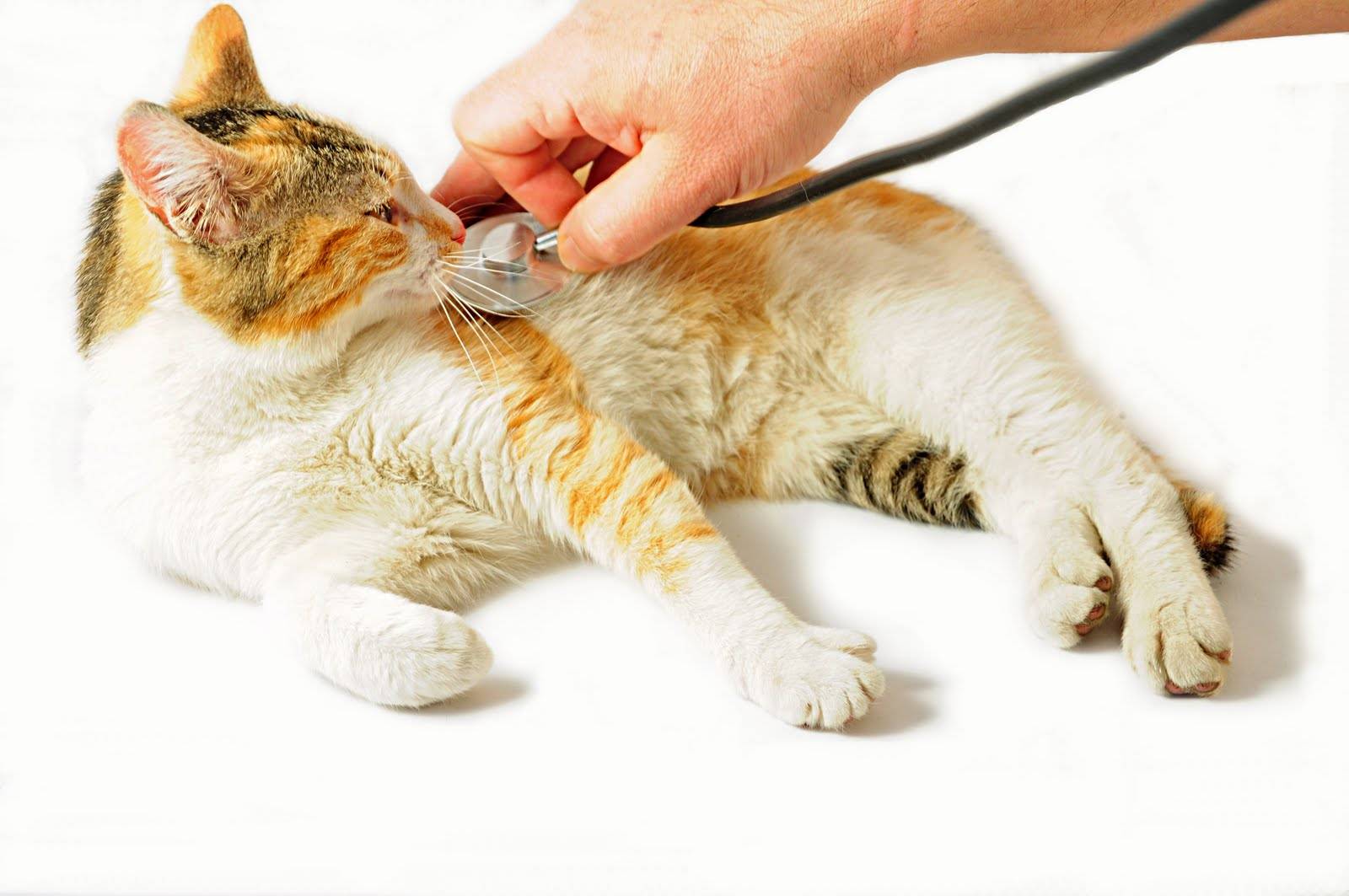Почечная недостаточность у кошек: симптомы, лечение, питание.