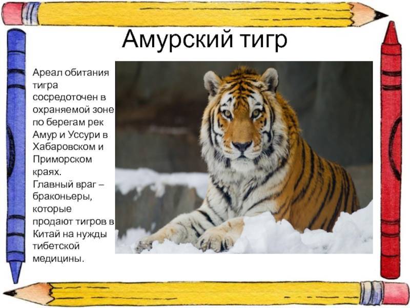 Животное тигр - описание, фото в дикой природе, интересные факты, виды, окрасы, где живут, чем питаются