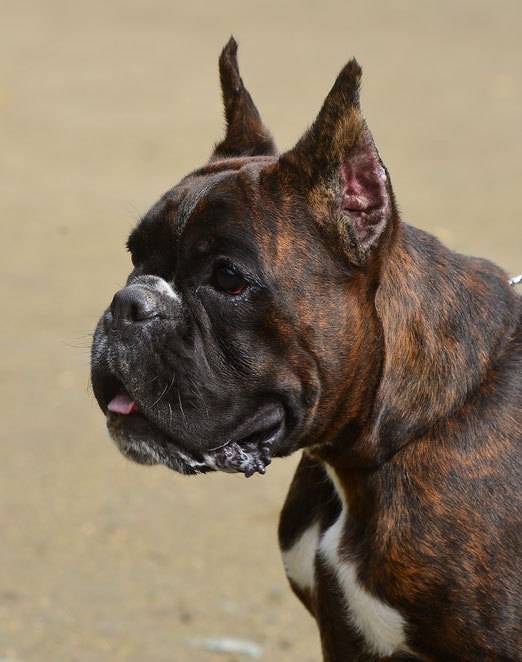 Боксер: описание породы, характер собаки и щенка, фото, цена