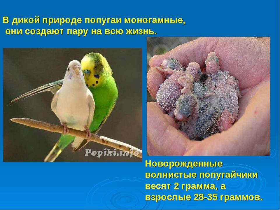Волнистые попугаи в природе. волнистые попугайчики