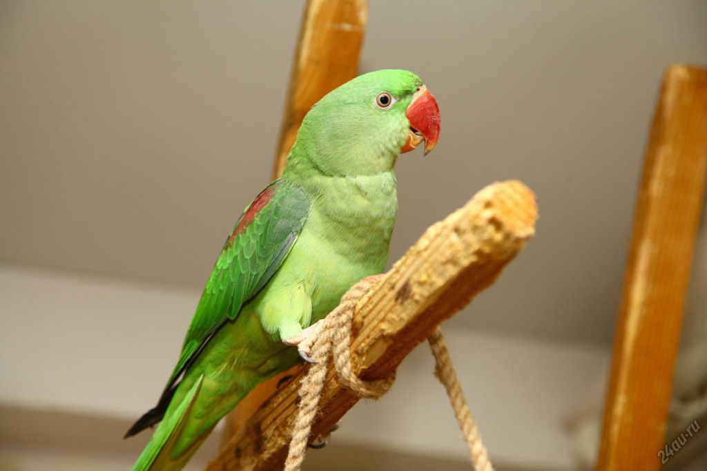 Александрийский попугай: описание, фото, отзывы владельцев, содержание в домашних условиях, разведение, продолжительность жизни