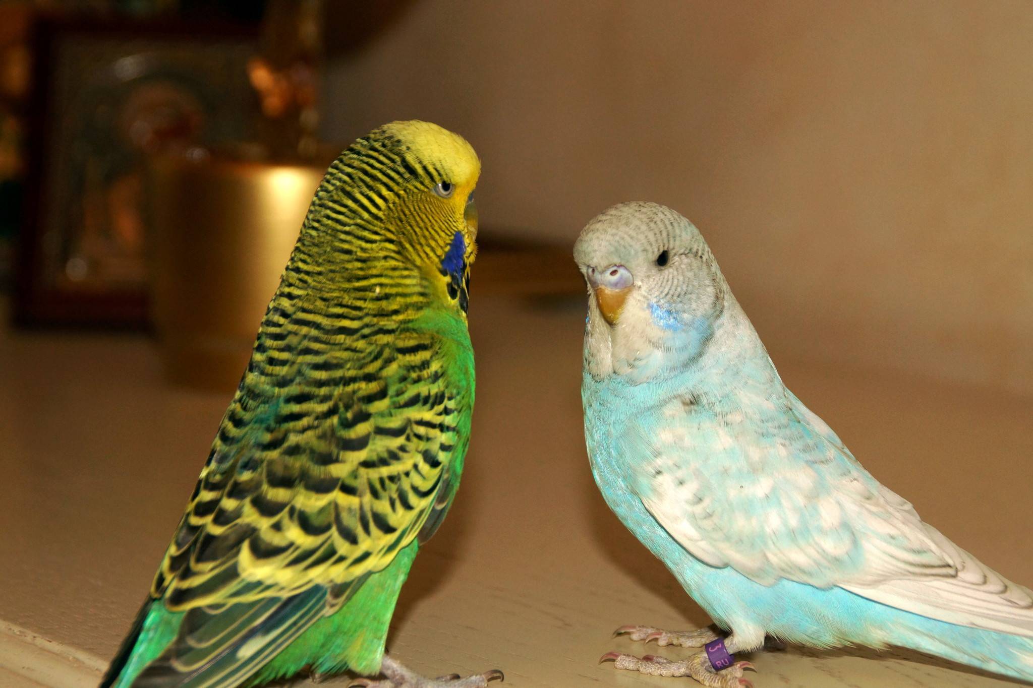 Виды окраски волнистых попугаев