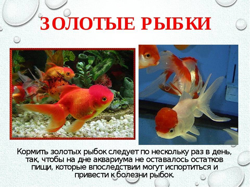 Как ухаживать за золотыми рыбками (с иллюстрациями)