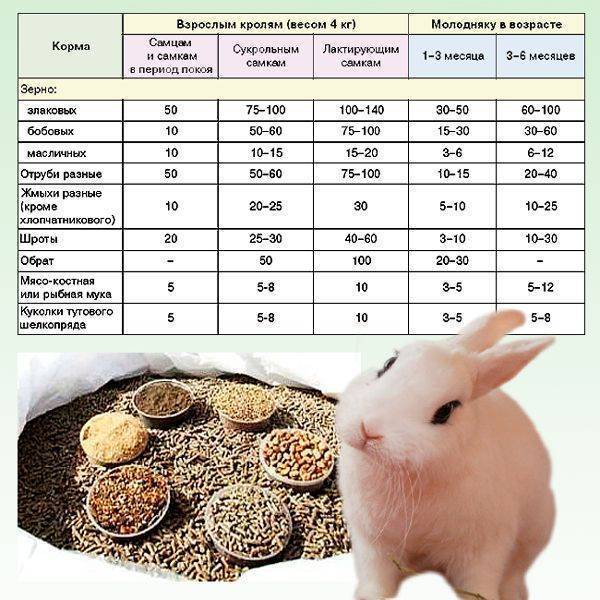 Рацион питания кроликов: правила составления наиболее сбалансированного ао "витасоль"