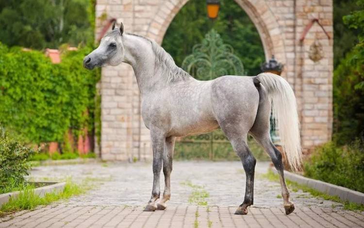 Арабская чистокровная лошадь — скакун шейхов и бедуинов