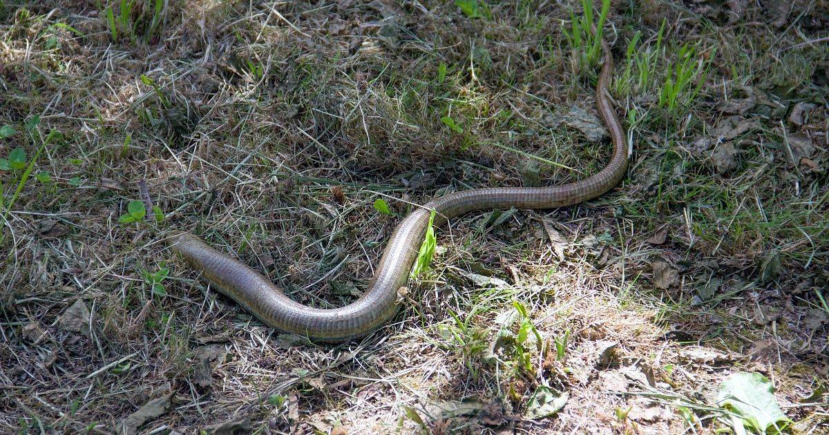 Какие ядовитые змеи обитают в россии: фото, названия и характеристика