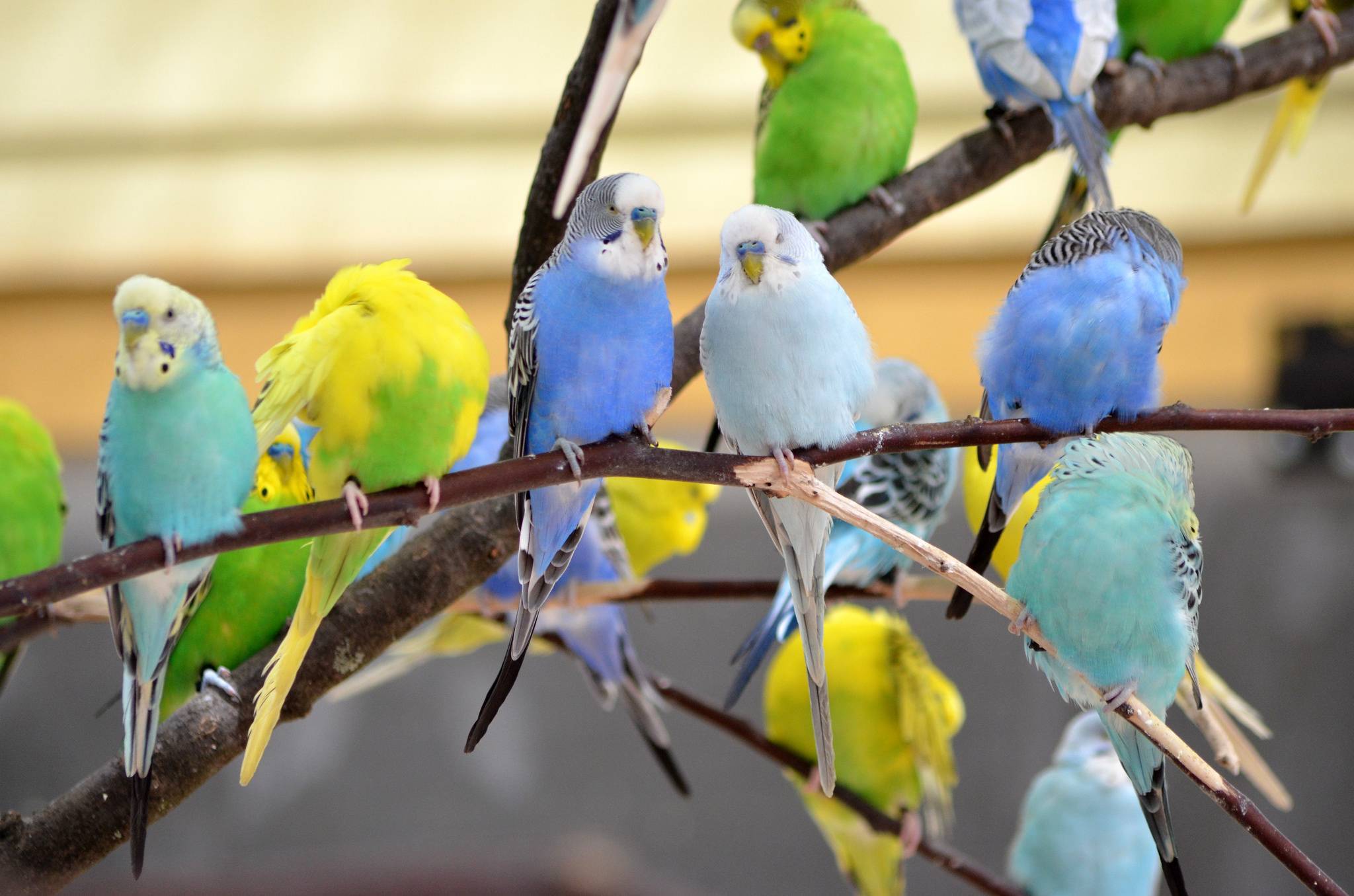 Сколько лет живут волнистые попугаи в домашних условиях