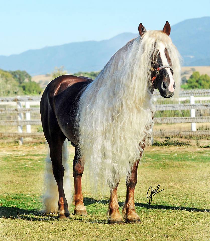 Самая красивая лошадь в мире - фото пород и видео