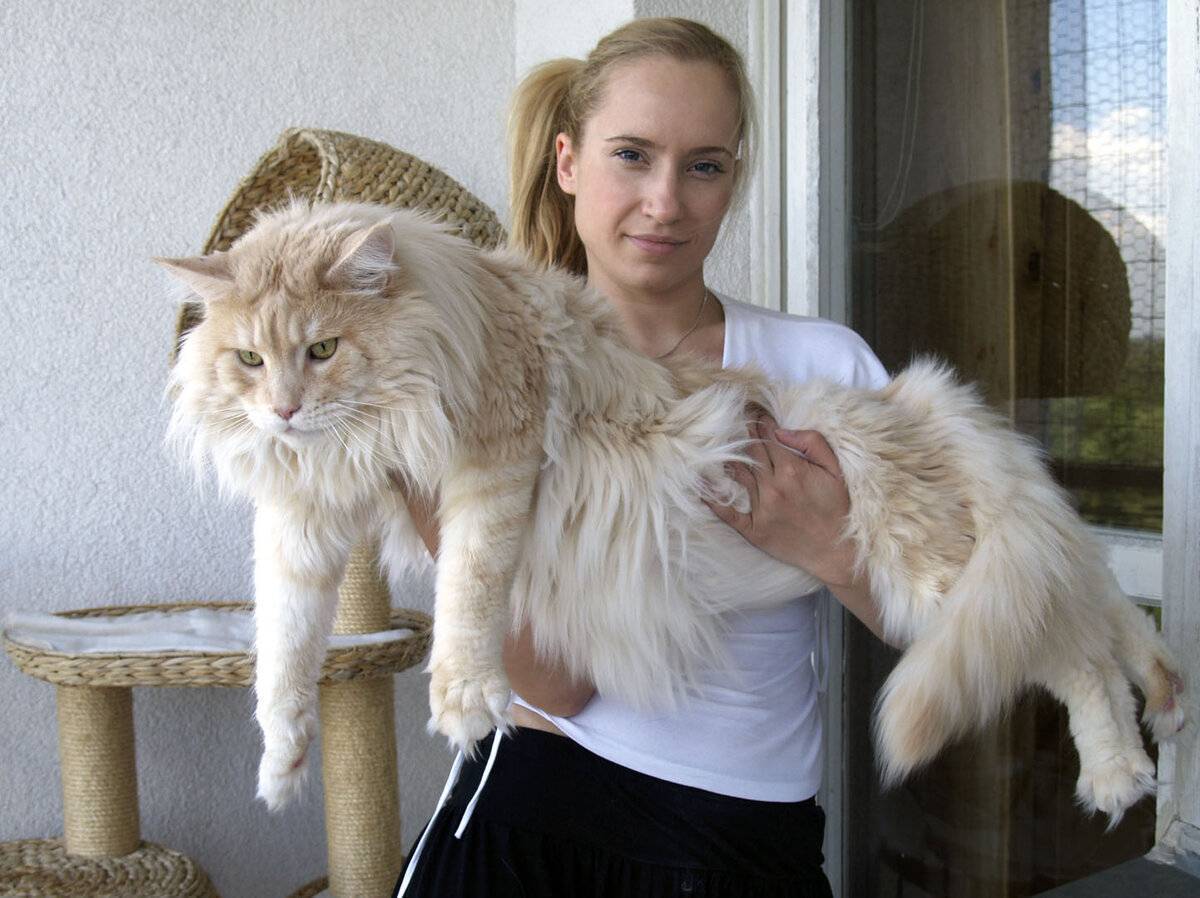 Топ-10 самых больших кошек в мире