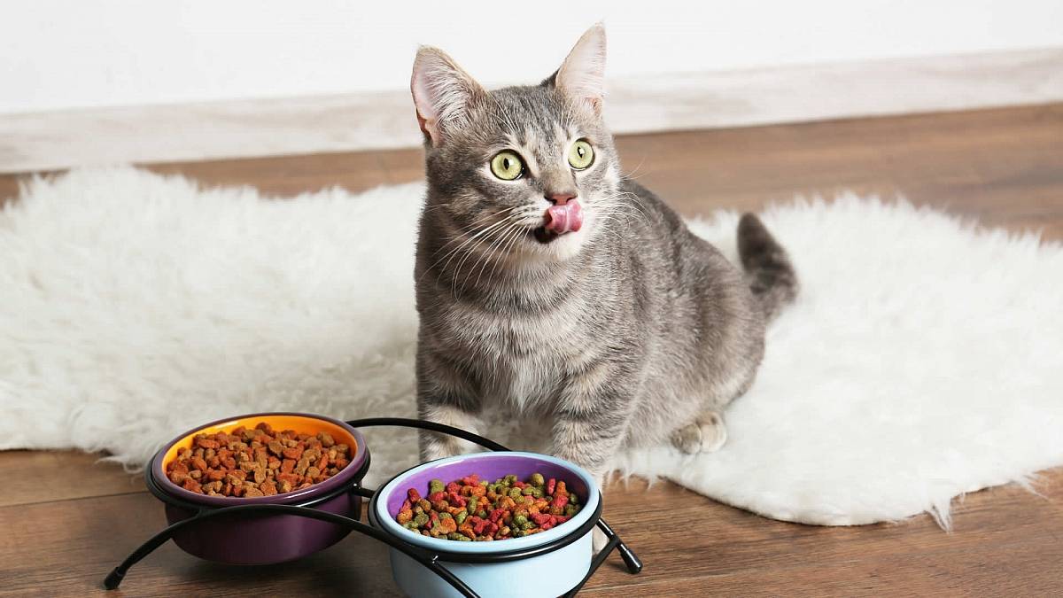 Можно ли кошке сырое мясо: какое можно и нельзя давать