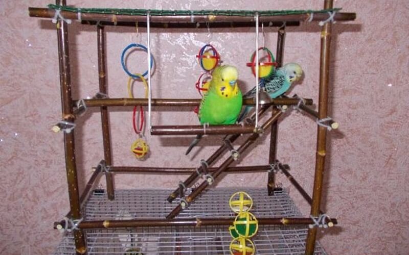 Игровая площадка для попугая: главные требования, как сделать стенд своими руками