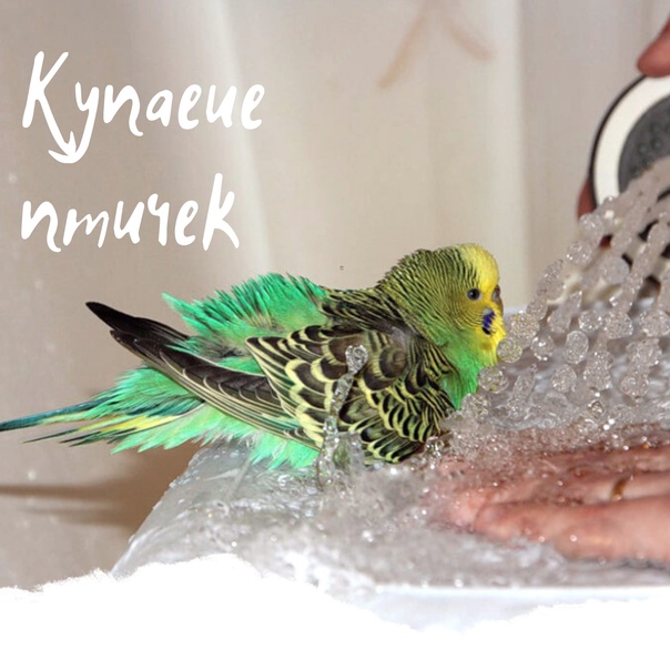 Как мыть волнистого попугая в домашних условиях в первый раз и последущие
